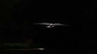 Bird flying over water night - wing free wallpaper