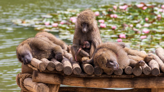 Monkeys wooden bench pond water - a wooden bench next free wallpaper