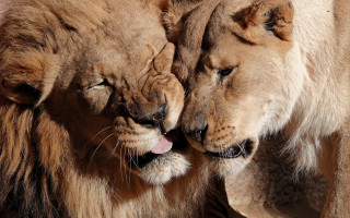Lions close mouthed head touching - two lion free wallpaper