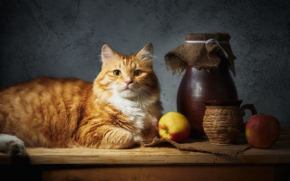Cat vase apples burlap stilllife - bourgeoi free wallpaper