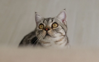 Surprised black cat yellow eyes - a white background behind free wallpaper