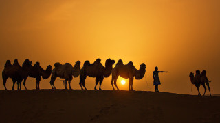 Desert camels sunset silhouette people - the sun setting free wallpaper