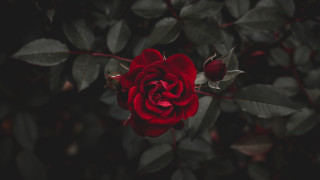 Red rose dark garden blurry - ann thetis blacker free wallpaper for desktop