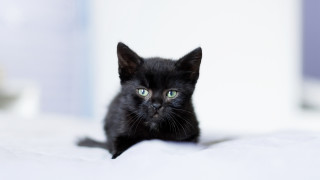 Black kitten green eyes bed - tiny free wallpaper for desktop