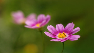 Close up flower blurry background 25 - a yellow center in the middle free wallpaper