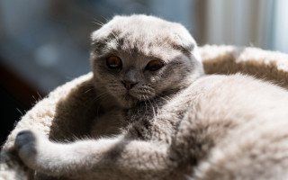 Sad cat in bed photorealistic - a cat bed free wallpaper