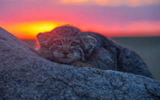 Cat rock sunset bird mountain - the sky in the background free wallpaper