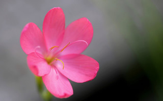 Pink flower green stem blurry 5 - cindy wright free wallpaper for desktop