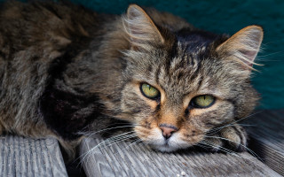 Cat green eyes wooden bench - a green wall behind free wallpaper