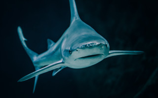 Shark toothy mouth night water - sharp tooth free wallpaper