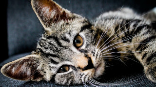 Sad cat laying on couch - a couch free wallpaper