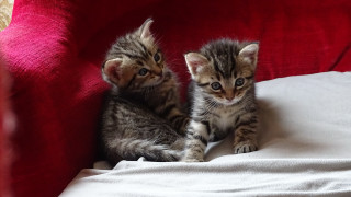 Two kittens red couch white - one cat free wallpaper