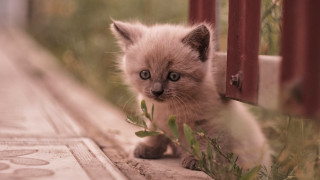 Small kitten gate grass animal - face free wallpaper for desktop