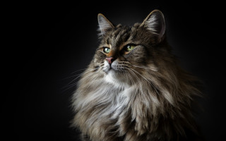 Regal cat green eyes portrait - regal free wallpaper