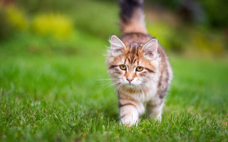 Cat green field sunny day - lush free wallpaper for desktop