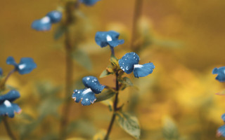 Blue flower water droplets bokeh 3 - a blue flower free wallpaper