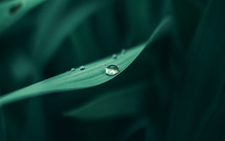 Green leaf water droplets macro 27 - blurry free wallpaper for desktop