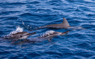 Dolphins ocean surfing puzzle rayonism - a jigsaw puzzle free wallpaper