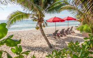 Beach palm tree umbrella lawn - a beach in the background free wallpaper