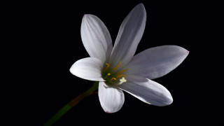 White flower yellow center macro 7 - the image free wallpaper