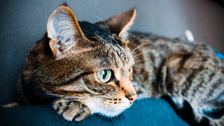 Cat blue couch paw open - a paw free wallpaper