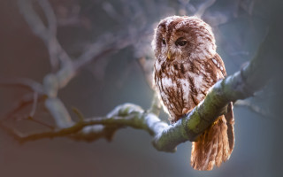 Brown owl tree branch photorealistic - a blurry background of branches free wallpaper