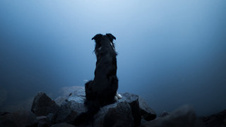 Dog rock sky water awe - sense of awe free wallpaper