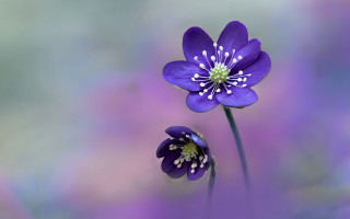 Purple flower white stamens macro - a blurry background behind free wallpaper for desktop