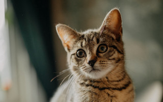 Sad cat chair looking camera 2 - chippy free wallpaper for desktop