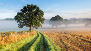 Foggy field tree path nature - a foggy field free wallpaper