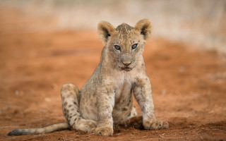 Lion cub sad outdoors beach - a dirt ground free wallpaper