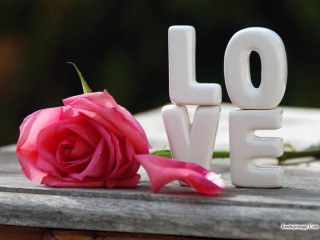 Pink rose white love wooden - a green stem free wallpaper for desktop