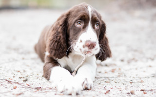 Brown white dog laying outdoors - his paw free wallpaper