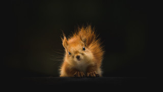Red squirrel black background award - photograph free wallpaper