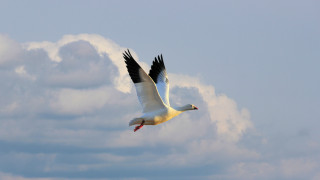 Seagull clouds blue sky mountains - white cloud free wallpaper