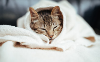 Cat sleeping blanket couch cozy - cozy free wallpaper