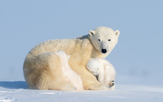 Polar bear cub snow mother - her cub free wallpaper