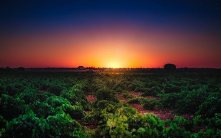 Sunset over crops with trees - the sun free wallpaper for desktop