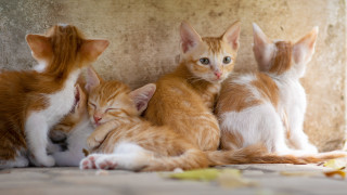 Curious kittens on floor blurry - a group of kittens free wallpaper