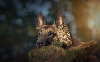 Dog owl log woods romantic - an owl free wallpaper