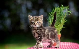 Small kitten potted plant tablecloth - plant free wallpaper