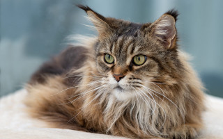 Long haired cat regal blue - regal free wallpaper