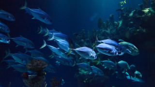 Large fish aquarium bubbles plants - a large group of fish swimming free wallpaper