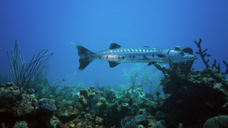 Fish coral reef seaweed sea - underwater free wallpaper