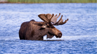 Moose water open mouth blurry - its head in free wallpaper