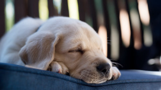 Puppy sleeping blue couch microscopic - his eye free wallpaper
