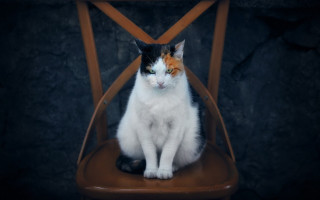 Cat serious look chair sitting - angry free wallpaper for desktop
