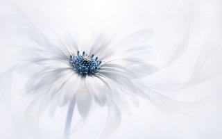 White flower blue center white - white petal free wallpaper