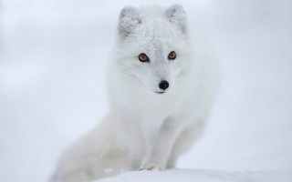 White fox snow gradient award - a white fox free wallpaper