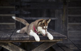 Husky dog red collar outdoor - a wooden table outside free wallpaper